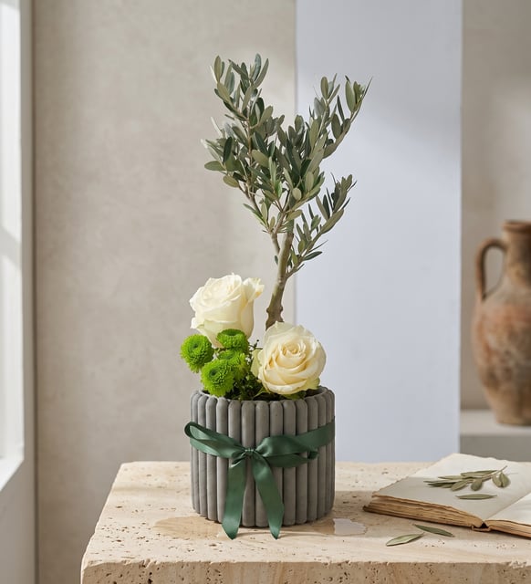 Desenli Saksıda Zeytin Ağacı Bonsai & Beyaz Güller
