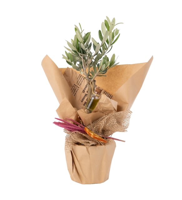 Gazete Buketli Saksıda Zeytin Ağacı Bonsai