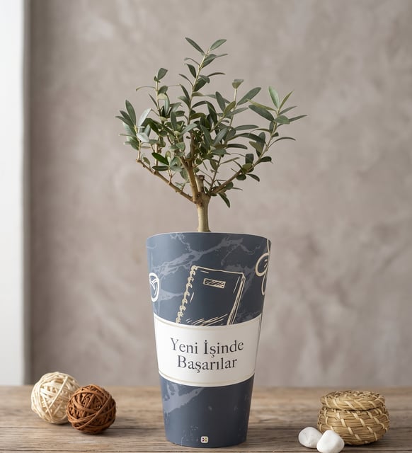 İşinde Başarılar Karton Saksıda Zeytin Ağacı Bonsai