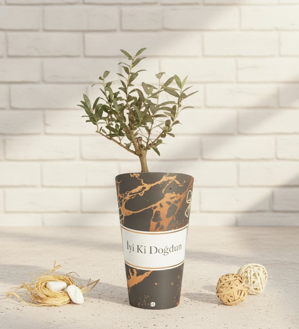 İyi Ki Doğdun Karton Saksıda Zeytin Ağacı Bonsai