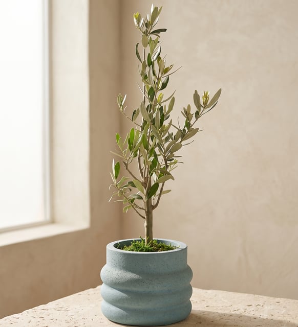 Katmanlı Beton Saksıda Zeytin Ağacı Bonsai