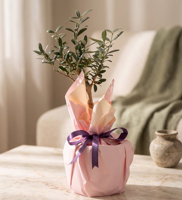 Krem Pudra Buketli Polimer Saksıda Zeytin Ağacı