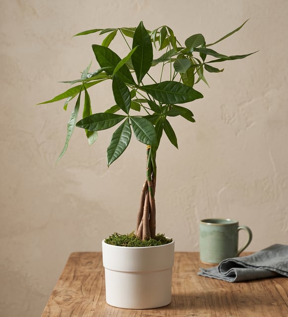 Para Ağacı Pachira 12 cm