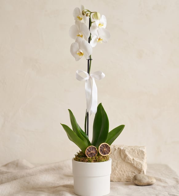 Phalaenopsis Tek Dal Orkide Çiçeği