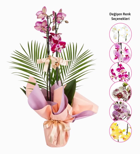 Sürpriz Renk Çiftli Midi Orkide ve Fenix-Pembe Buketli Saksıda