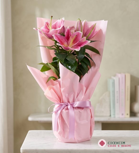 Pembe Buket Kağıtlı Polimer Saksıda Pembe Lilyum