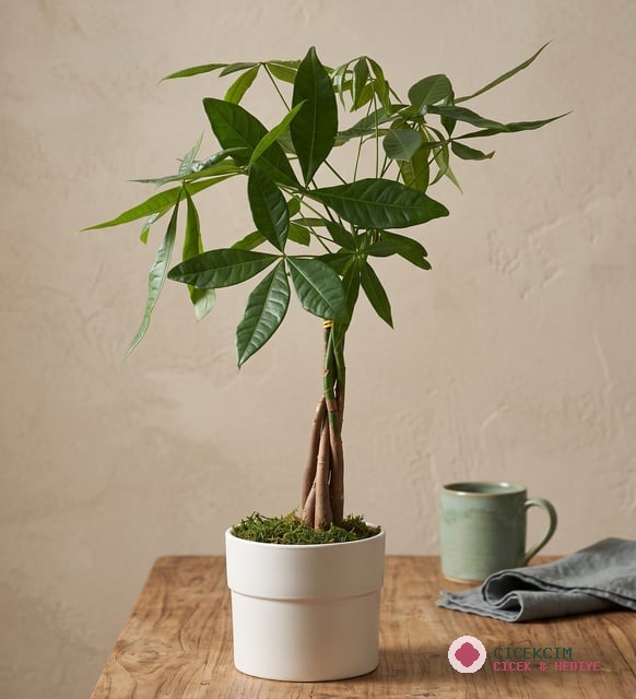 Para Ağacı Pachira 12 cm