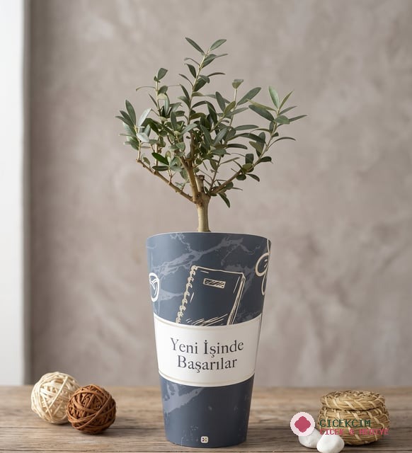 İşinde Başarılar Karton Saksıda Zeytin Ağacı Bonsai