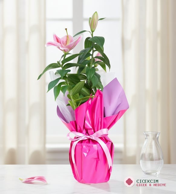Lila Pembe Buketli Beyaz Polimer Saksıda Pembe Lilyum