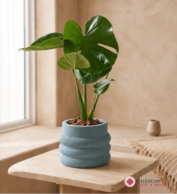 Katmanlı Beton Saksıda Monstera