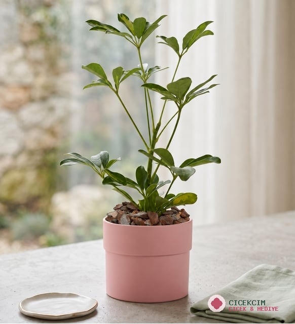 Schefflera Tekli