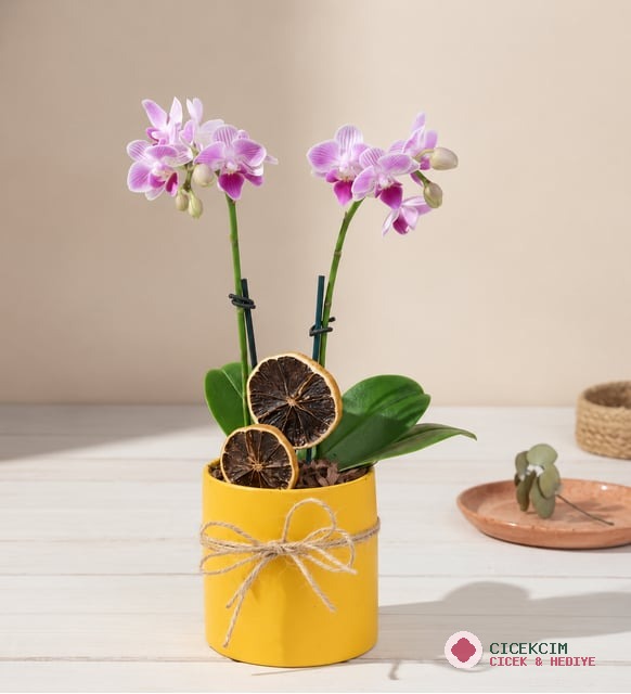 Sarı Saksıda Çiftli Mini Mor Orkide Çiçeği