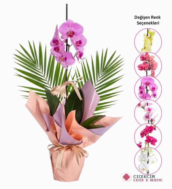 Sürpriz Renk Tekli Orkide ve Fenix-Pembe Buketli Saksıda