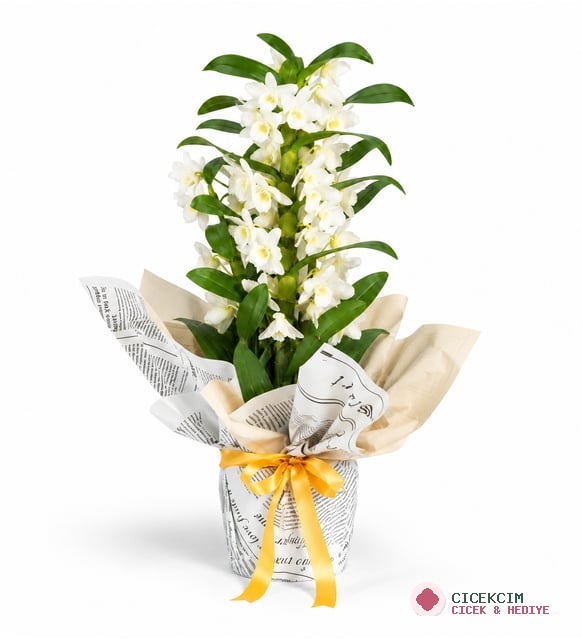 Gazete Buketli Saksıda Dendrobium