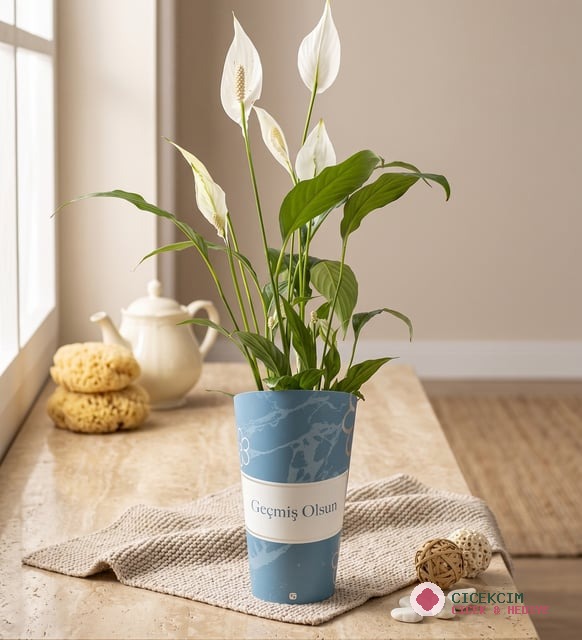 Geçmiş Olsun Karton Saksıda Spatifilyum