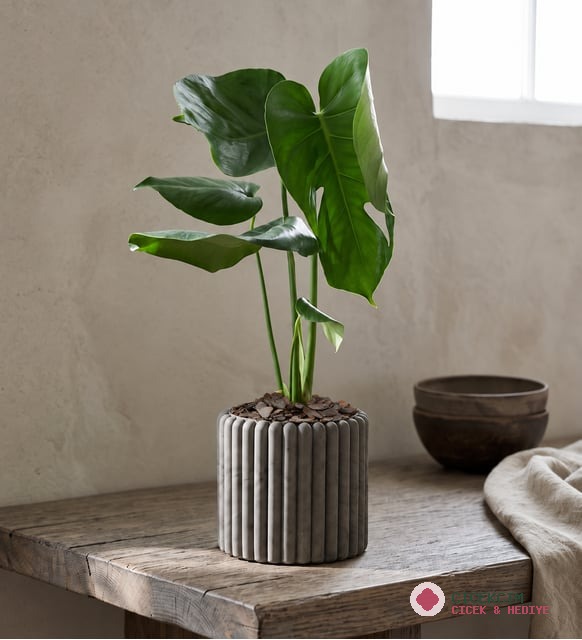 Düz Çizgili Gri Beton Saksıda Monstera
