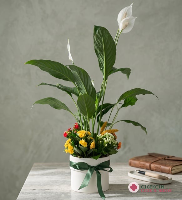 Beyaz Saksıda Barış Çiçeği ve Kalanchoe Çiçekleri